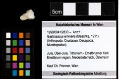 Foto (Objekt + Etiketten) von Gastrosacus eminens (Blaschke, 1911) 
